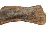 Fossil Hadrosaur (Edmontosaurus) Right Humerus - South Dakota #192629-3